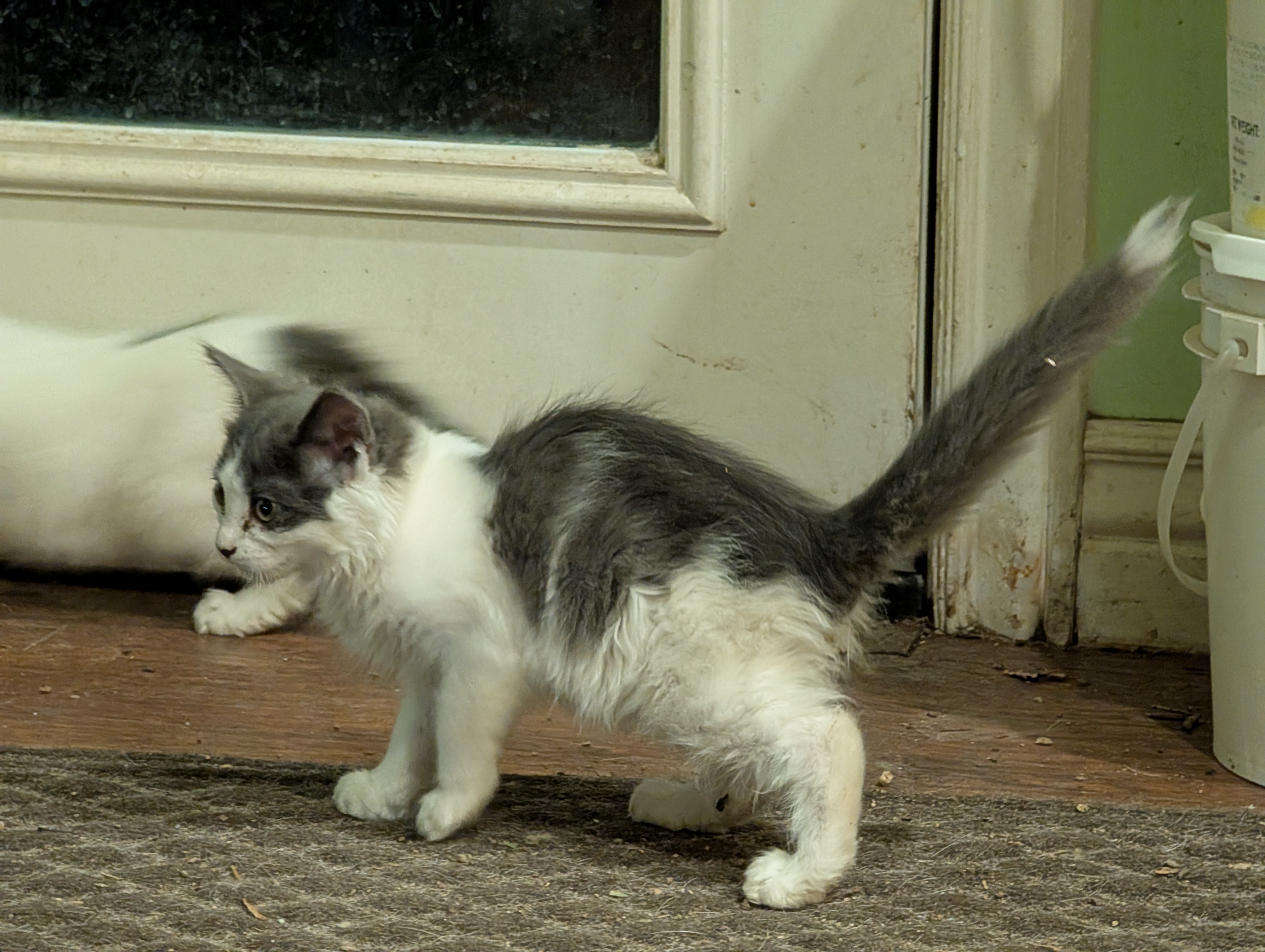 Picture of the Animal Listed