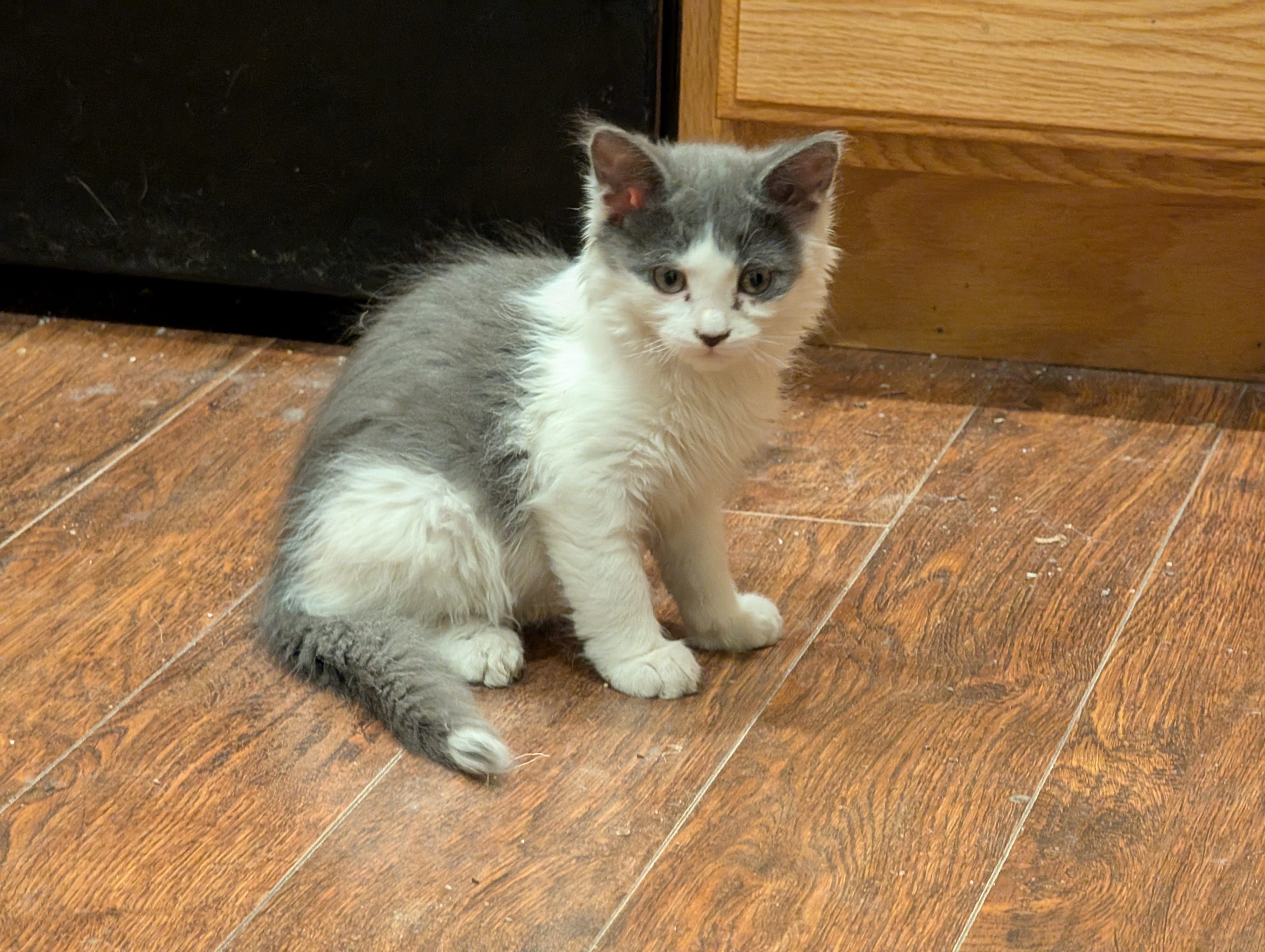 Picture of the Animal Listed