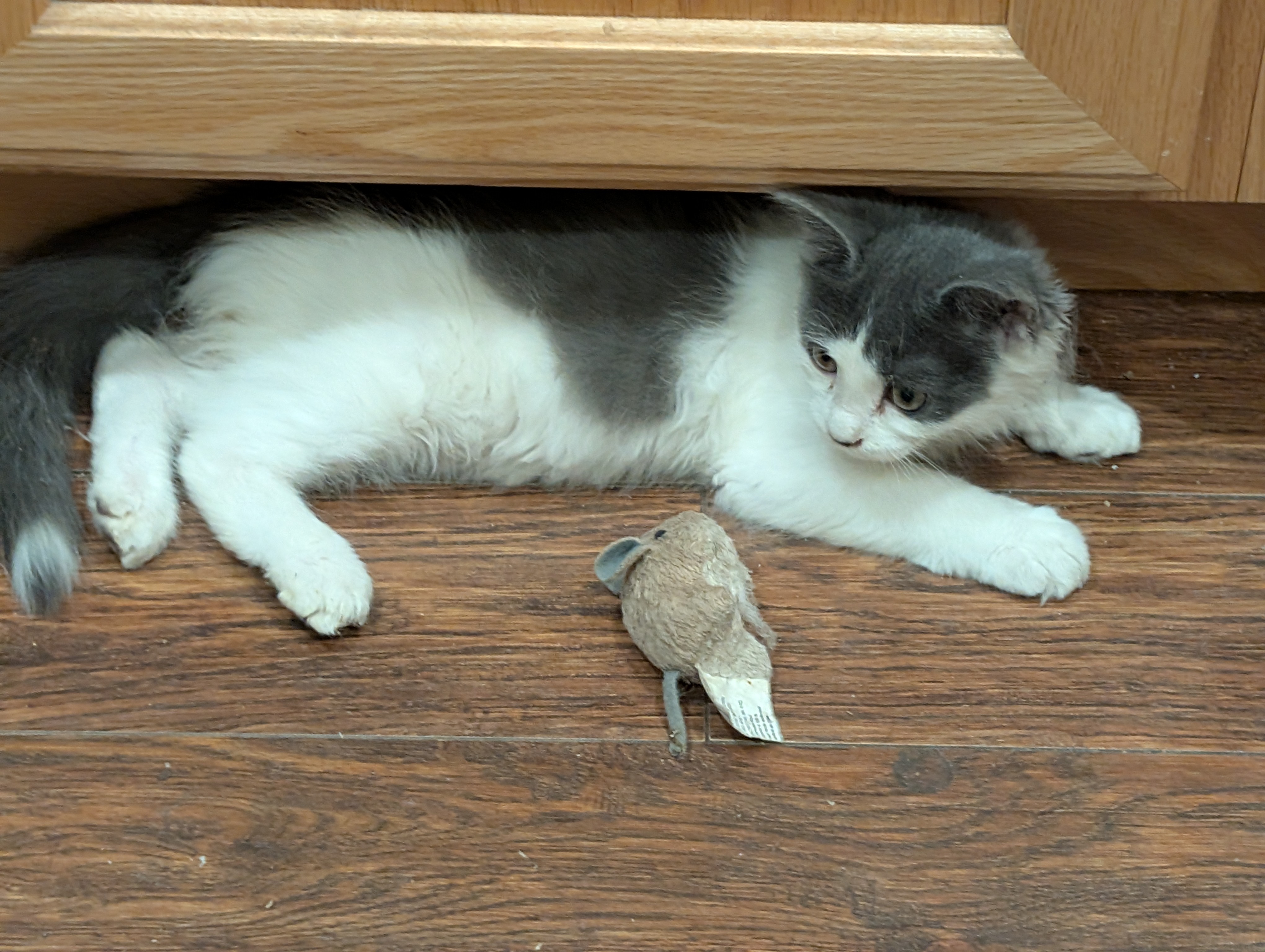 Picture of the Animal Listed