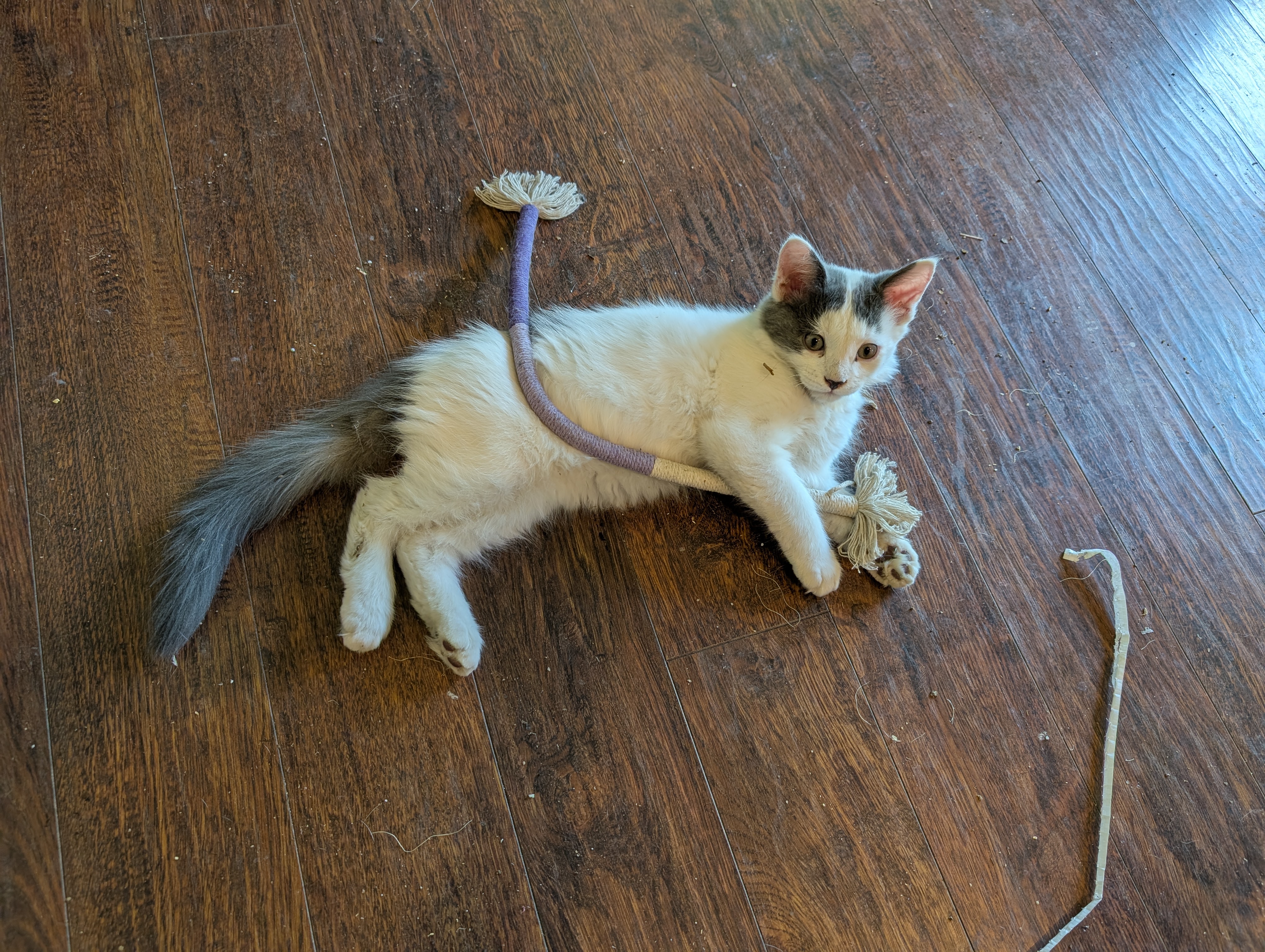 Picture of the Animal Listed