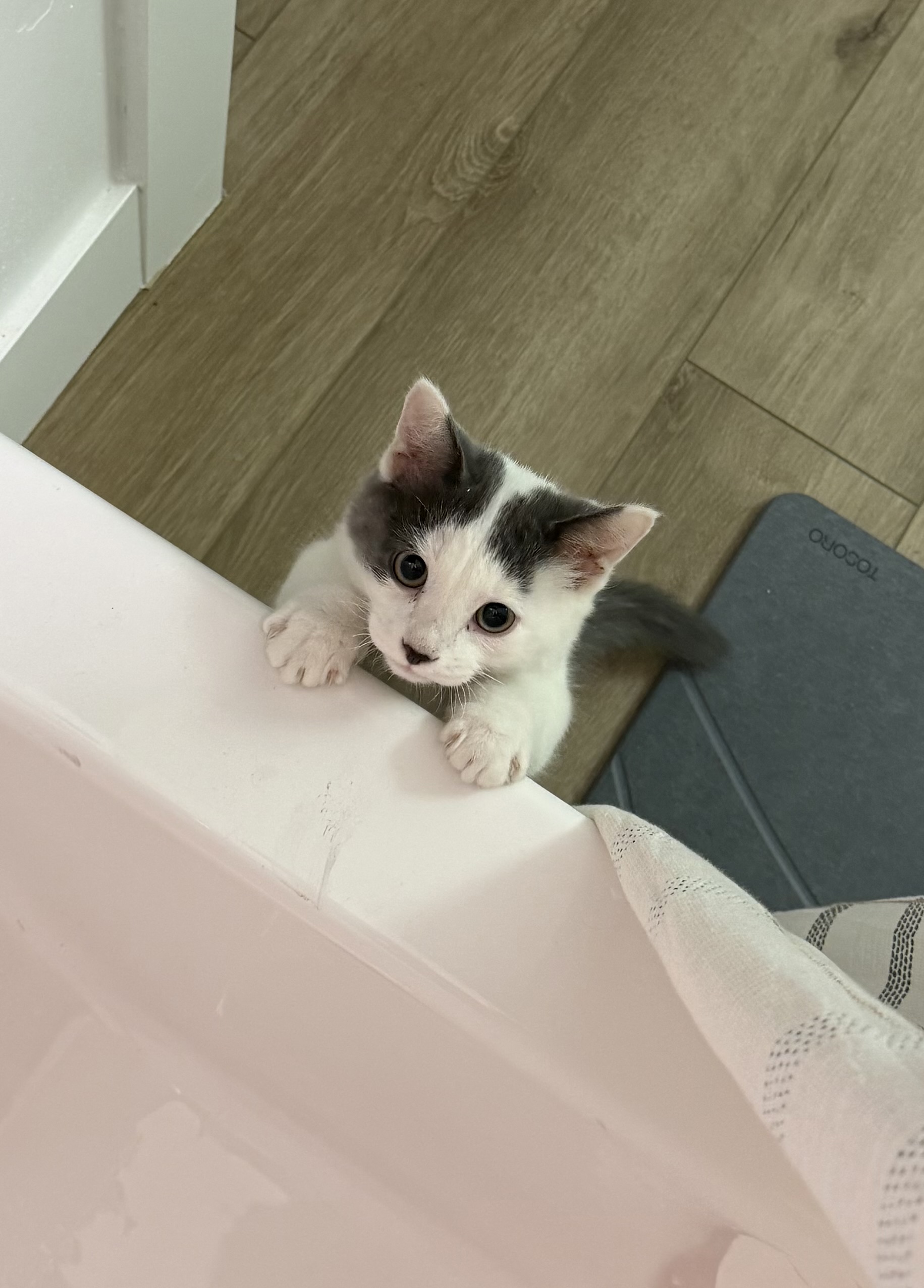 Picture of the Animal Listed