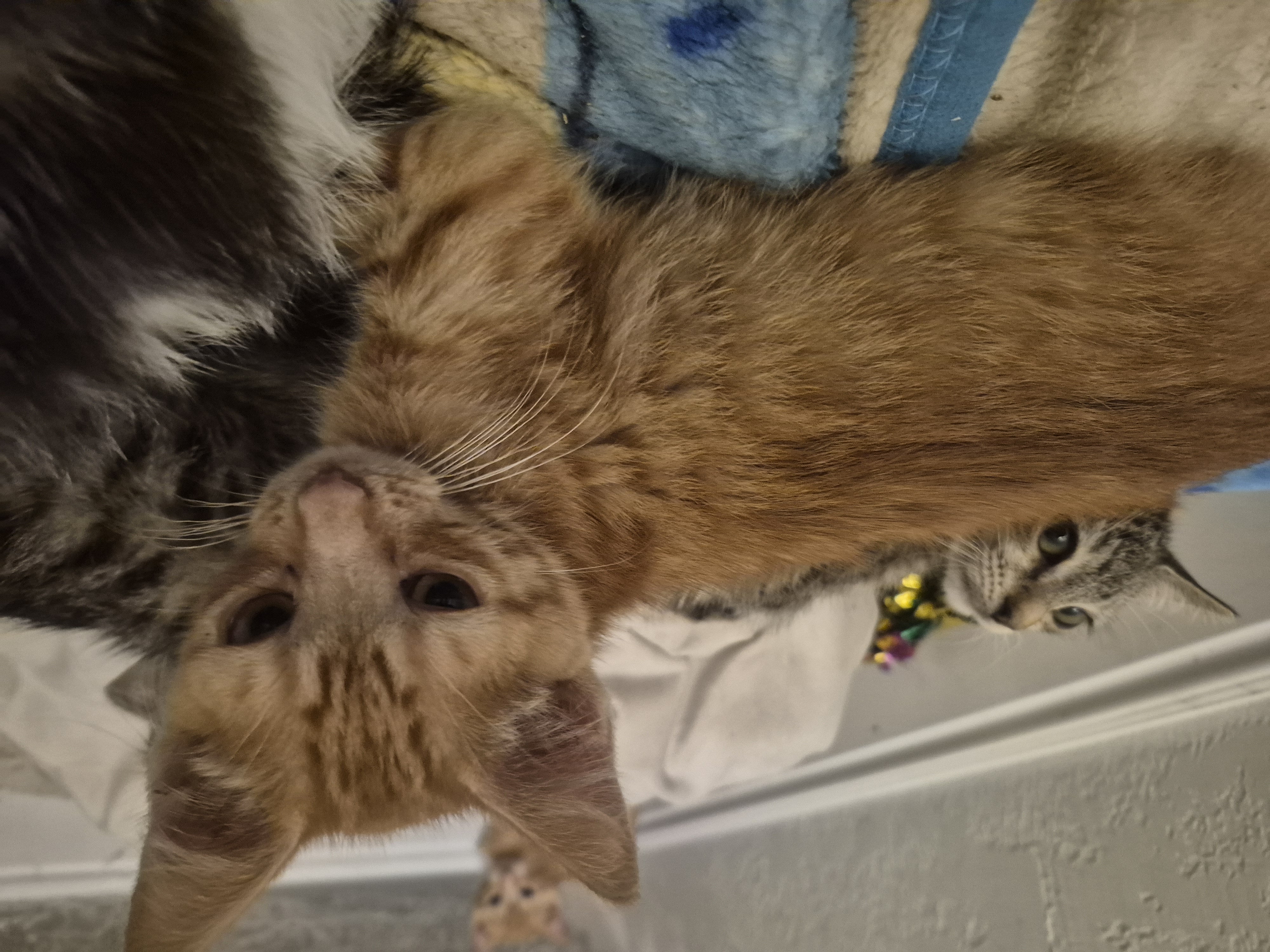 Picture of the Animal Listed