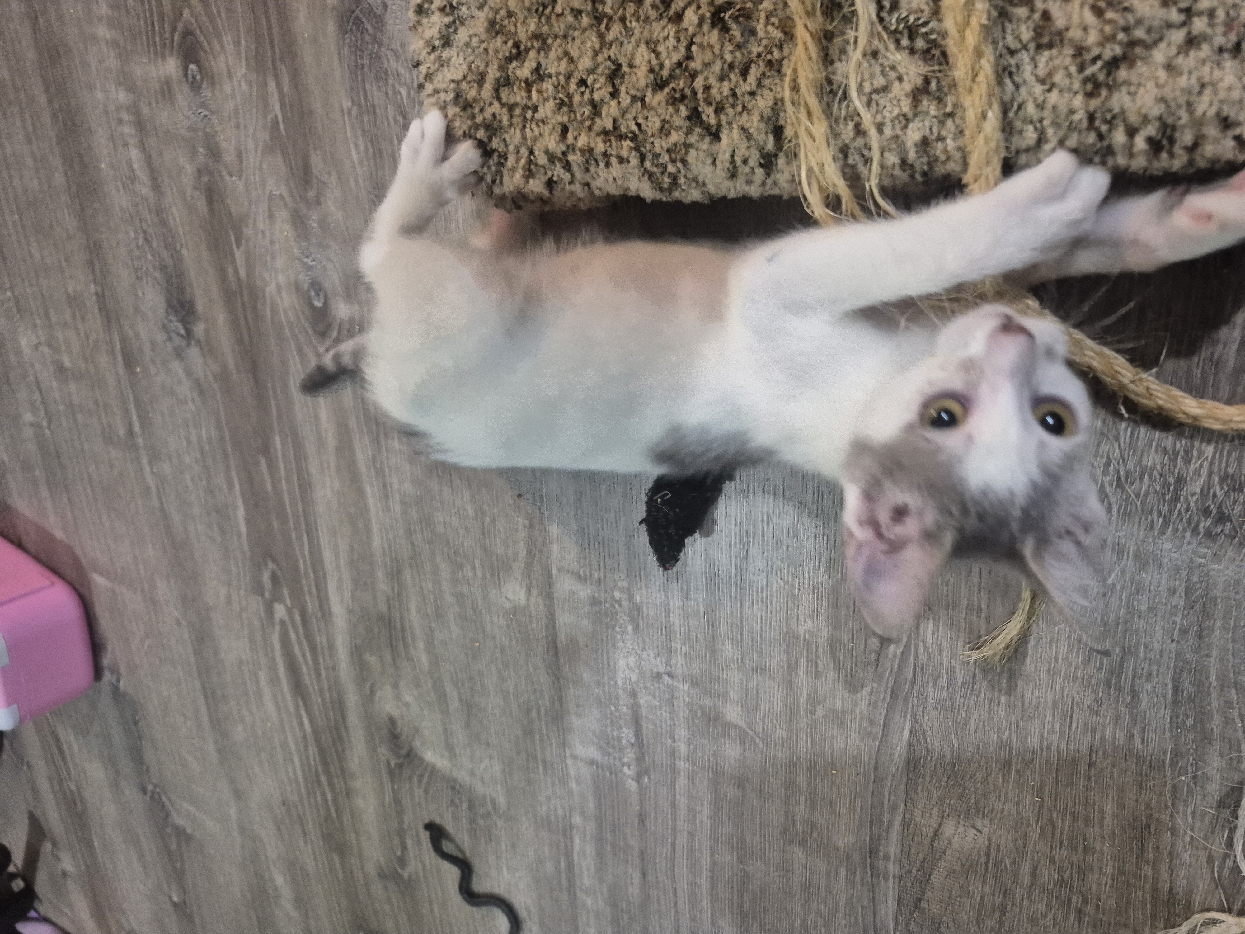 Picture of the Animal Listed