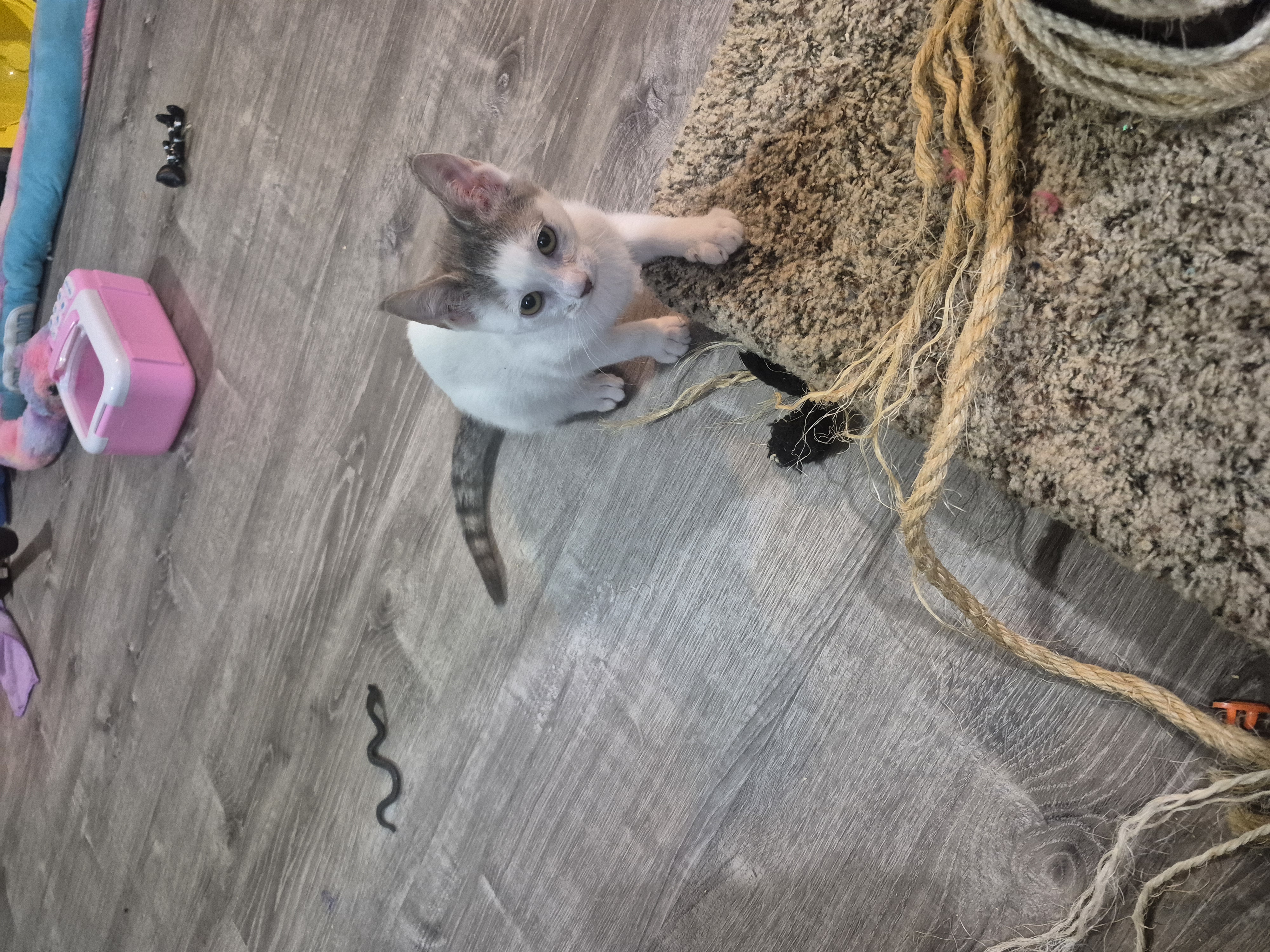 Picture of the Animal Listed