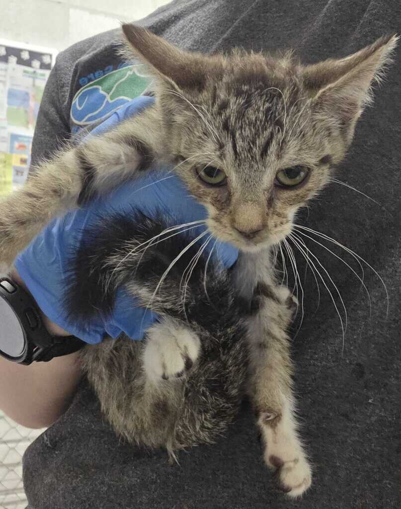 Picture of the Animal Listed