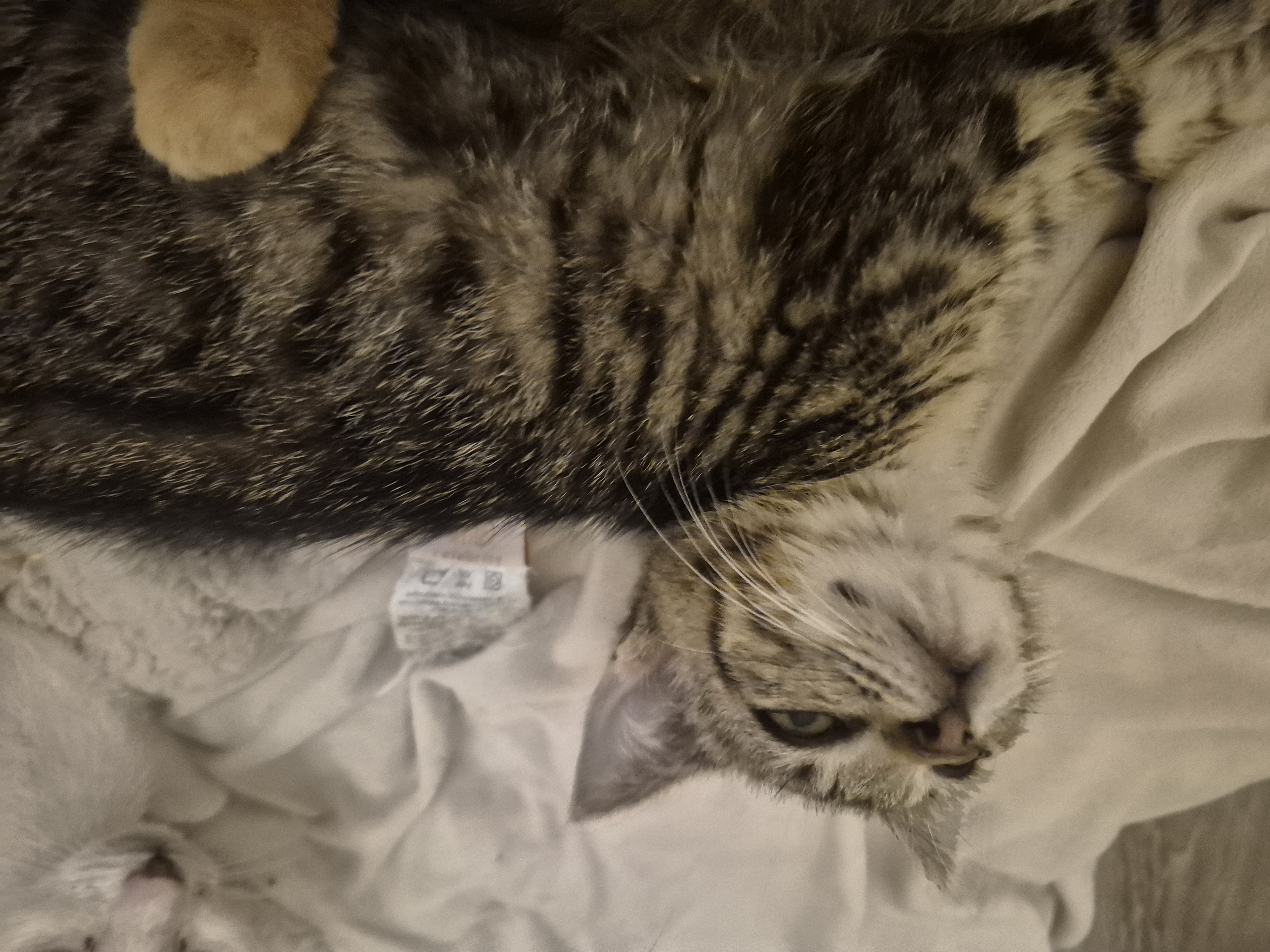 Picture of the Animal Listed
