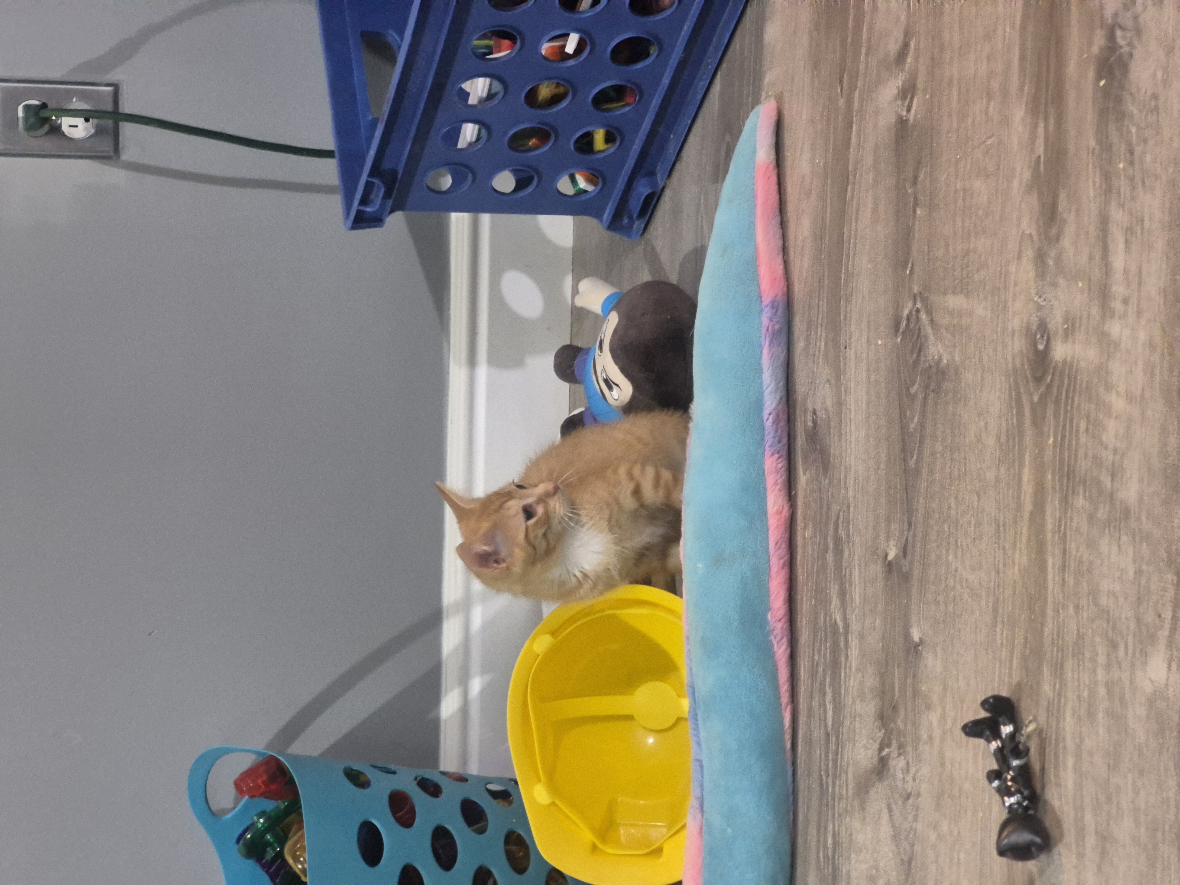 Picture of the Animal Listed