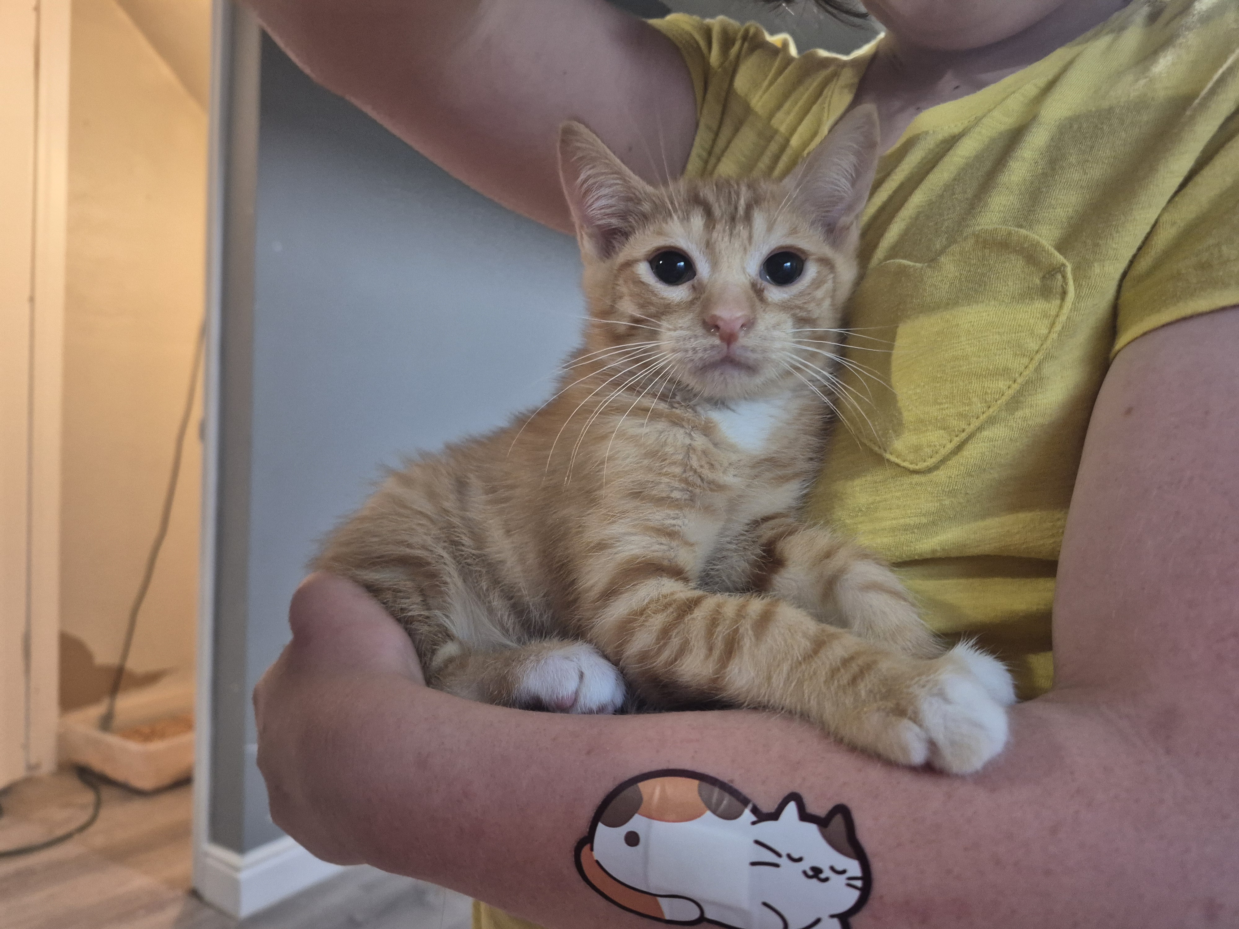 Picture of the Animal Listed