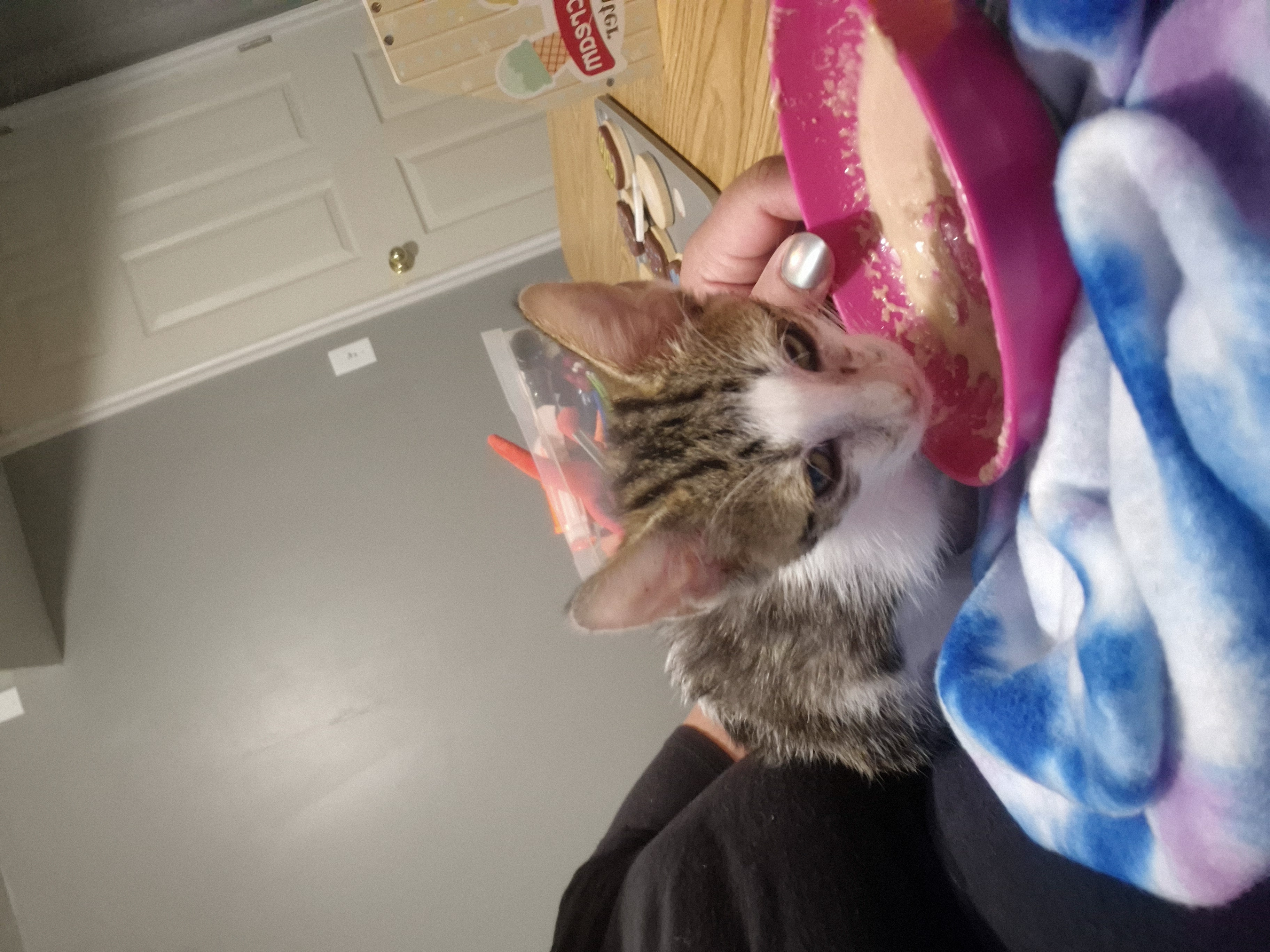 Picture of the Animal Listed