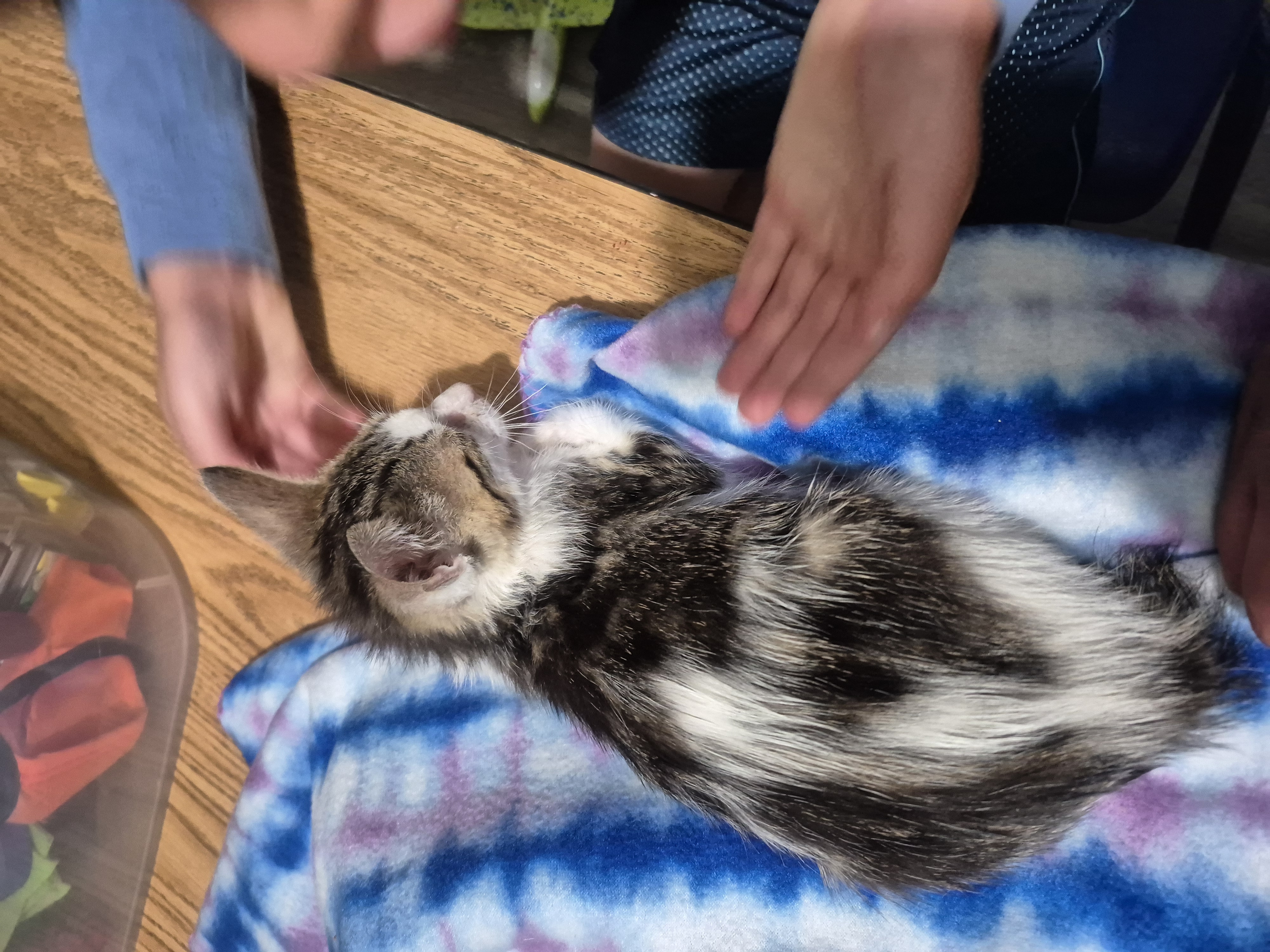 Picture of the Animal Listed