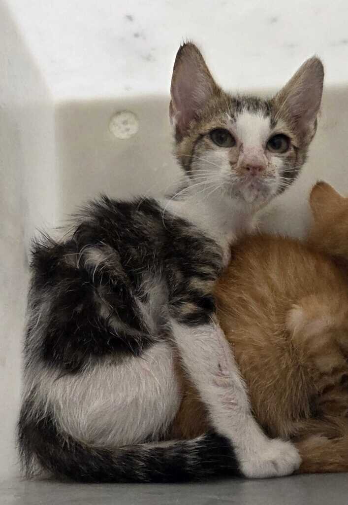 Picture of the Animal Listed
