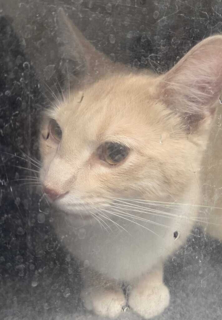 Picture of the Animal Listed