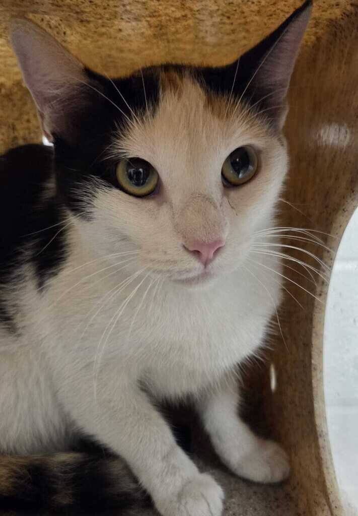 Picture of the Animal Listed
