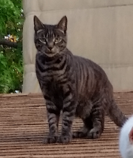 Picture of the Animal Listed