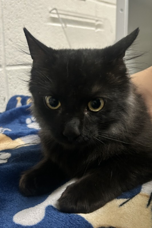 Picture of the Animal Listed