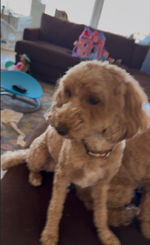 Picture of the Animal Listed