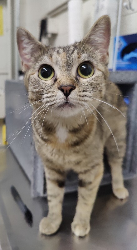 Picture of the Animal Listed