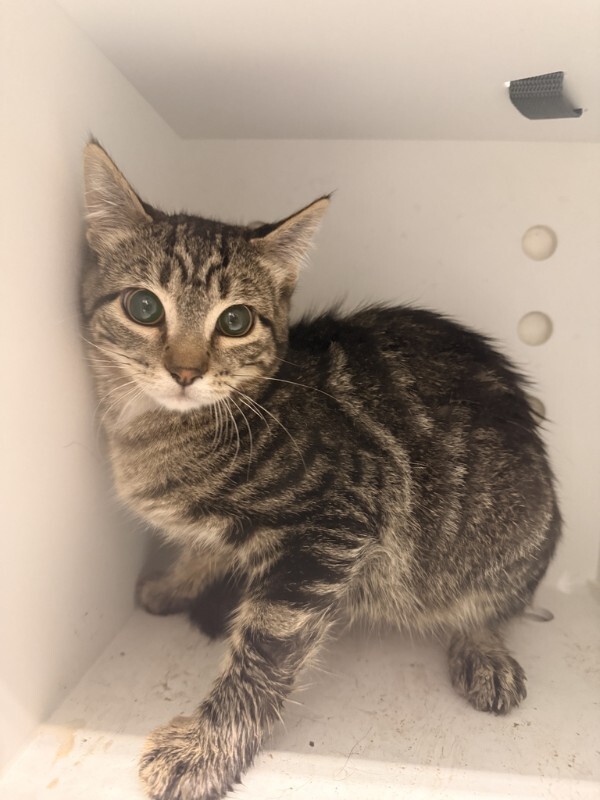 Picture of the Animal Listed