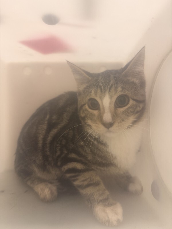 Picture of the Animal Listed