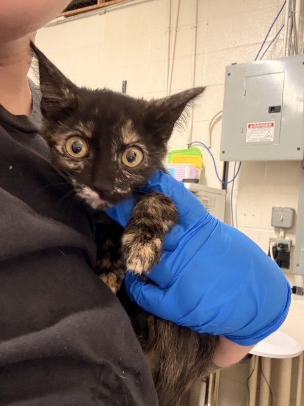 Picture of the Animal Listed