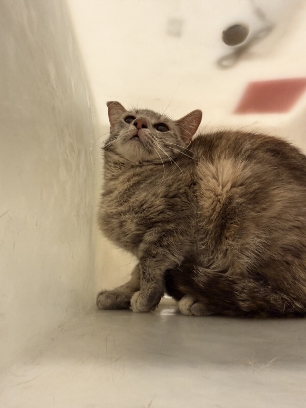 Picture of the Animal Listed