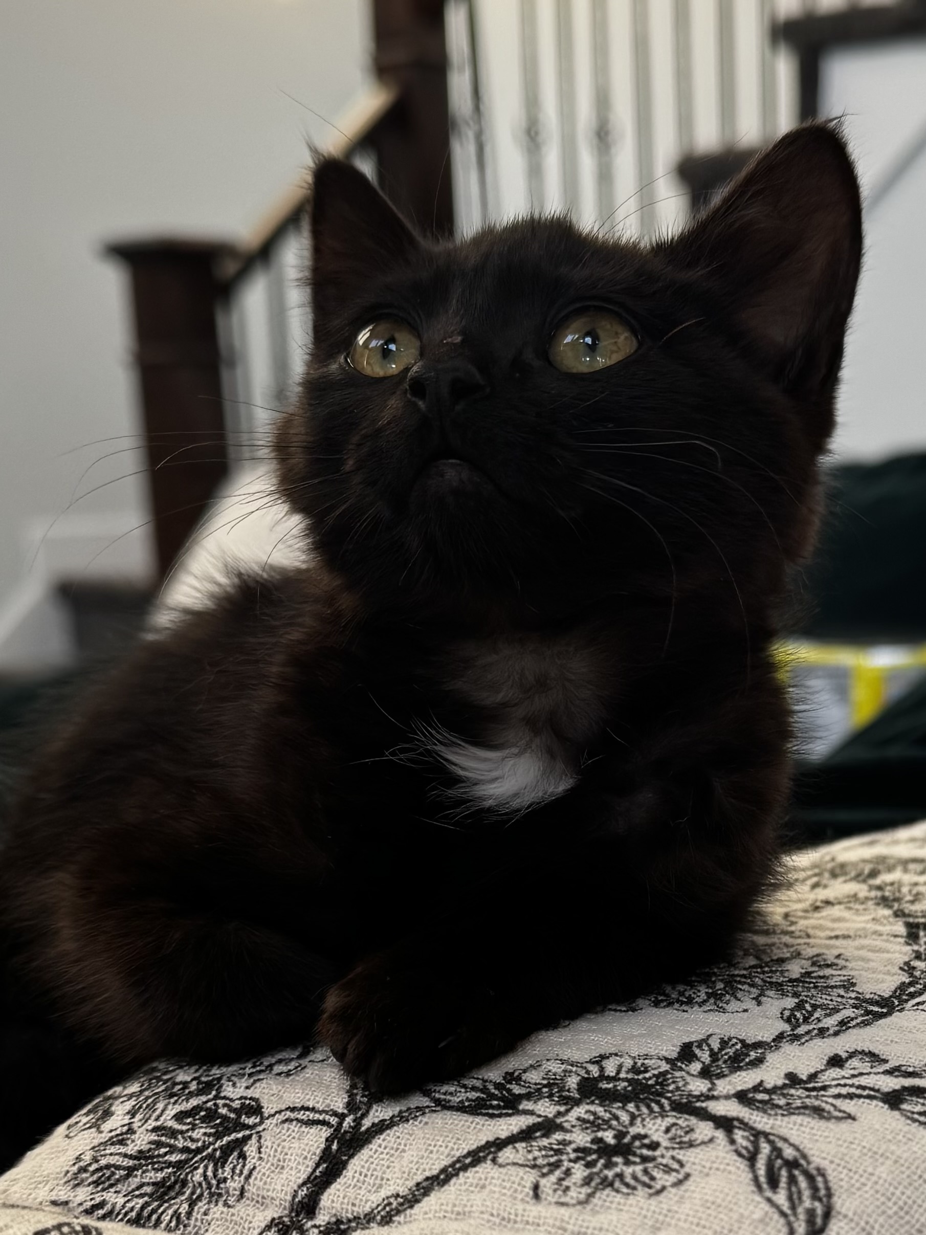 Picture of the Animal Listed