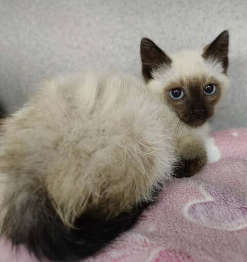 Picture of the Animal Listed