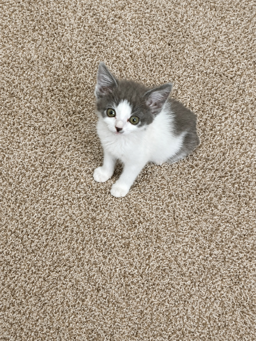 Picture of the Animal Listed