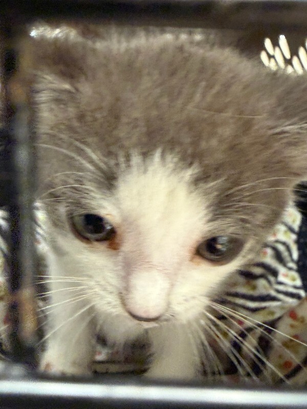 Picture of the Animal Listed