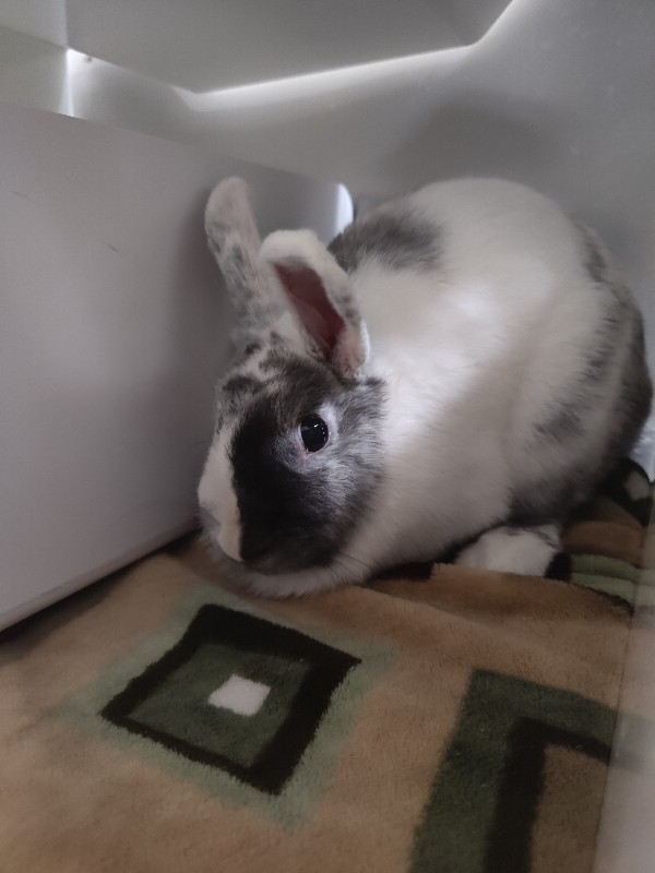 Picture of the Animal Listed