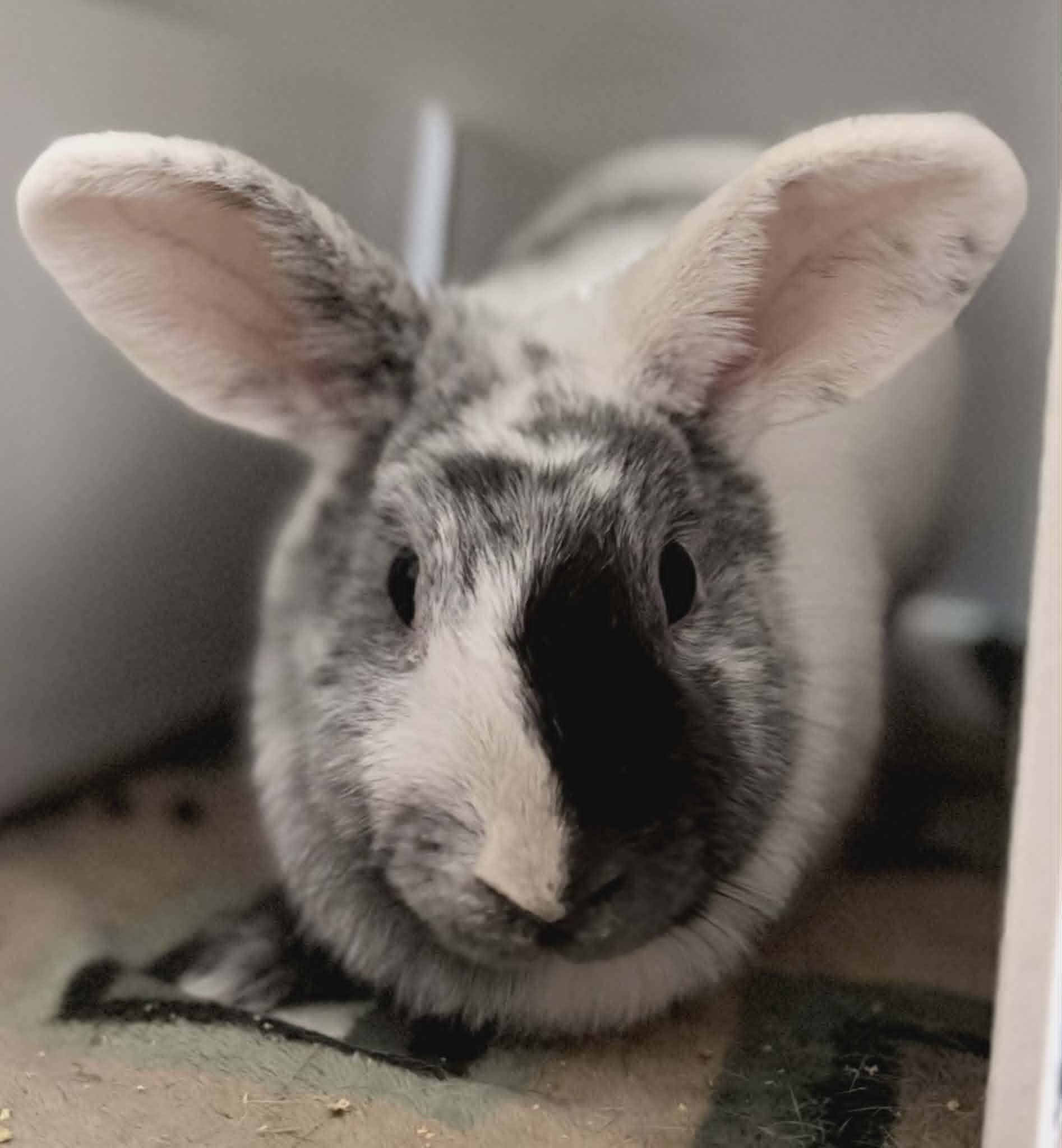 Picture of the Animal Listed