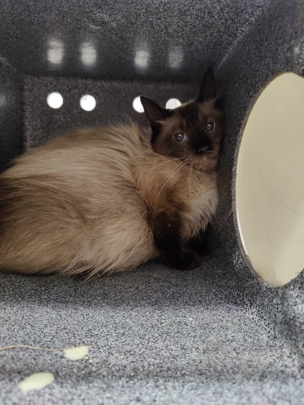 Picture of the Animal Listed