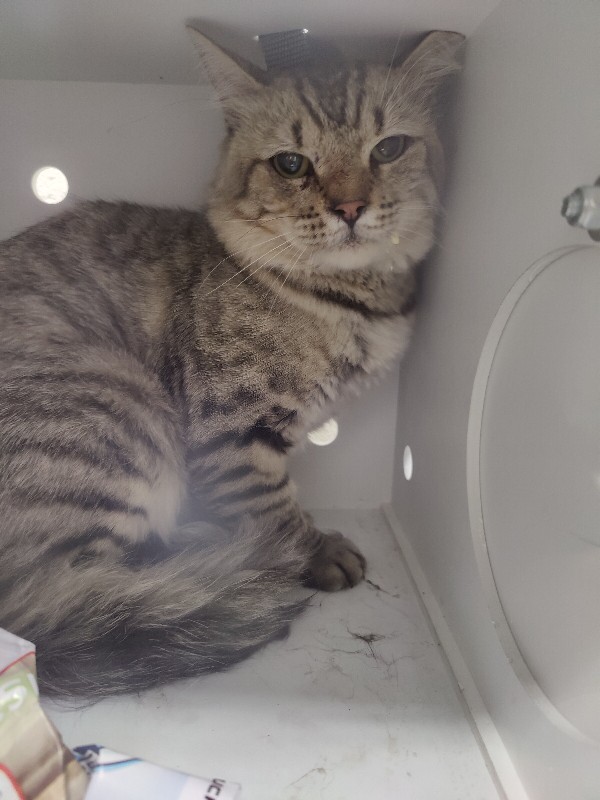 Picture of the Animal Listed