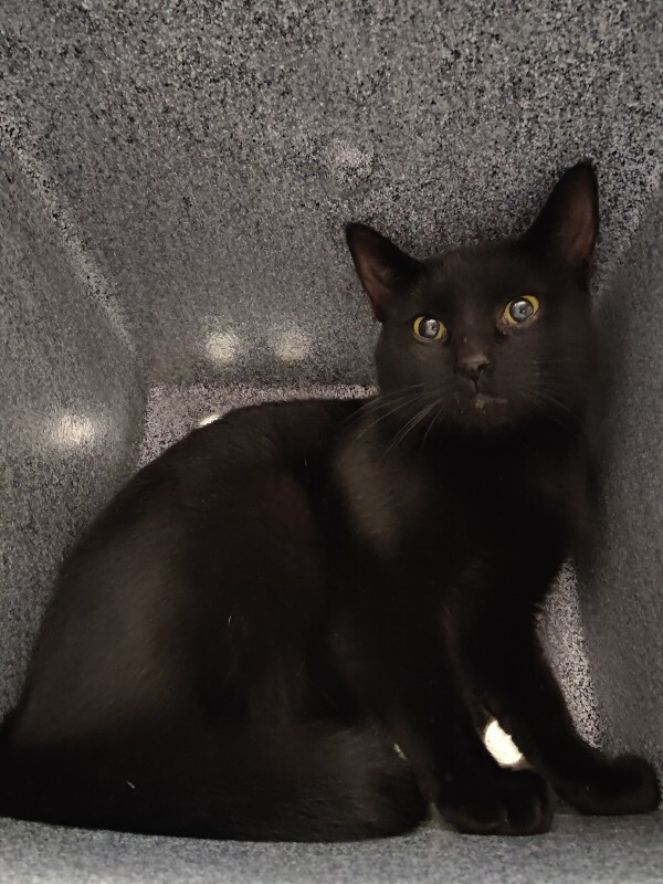 Picture of the Animal Listed