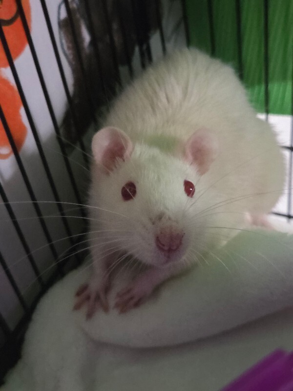Picture of the Animal Listed