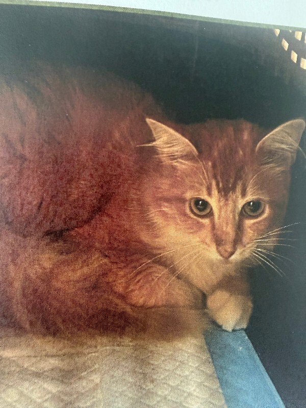 Picture of the Animal Listed