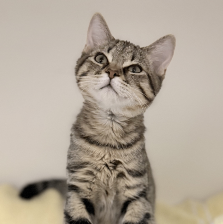 Picture of the Animal Listed