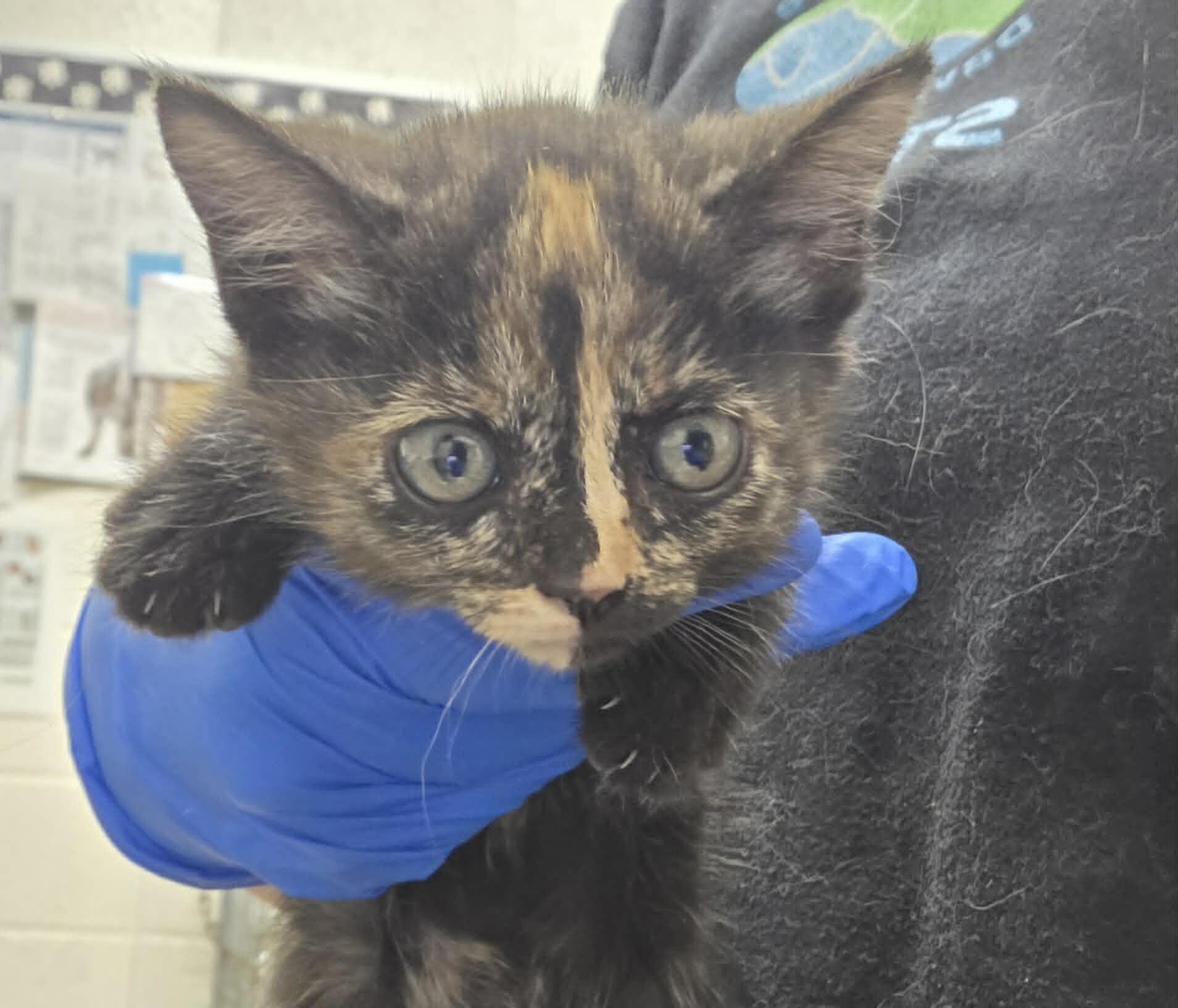 Picture of the Animal Listed
