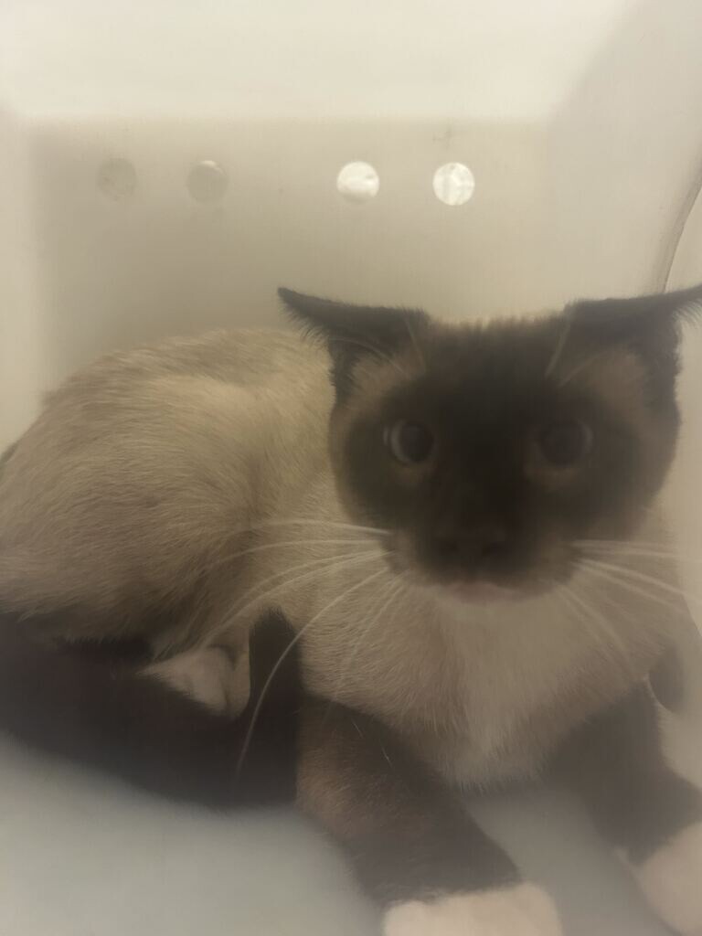 Picture of the Animal Listed