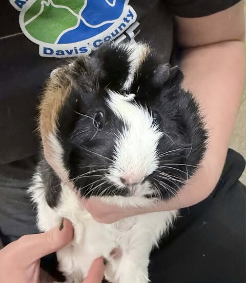 Picture of the Animal Listed