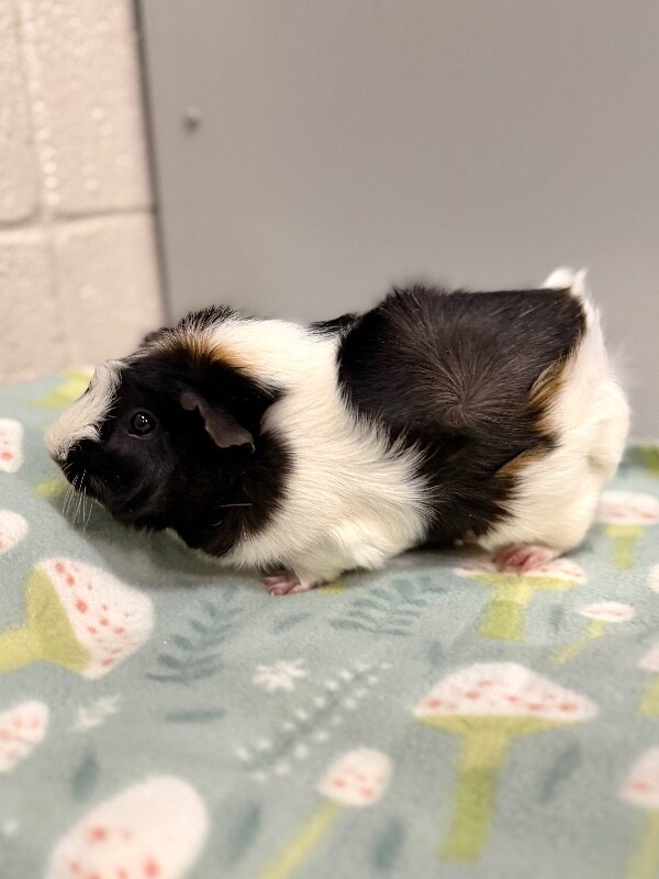 Picture of the Animal Listed