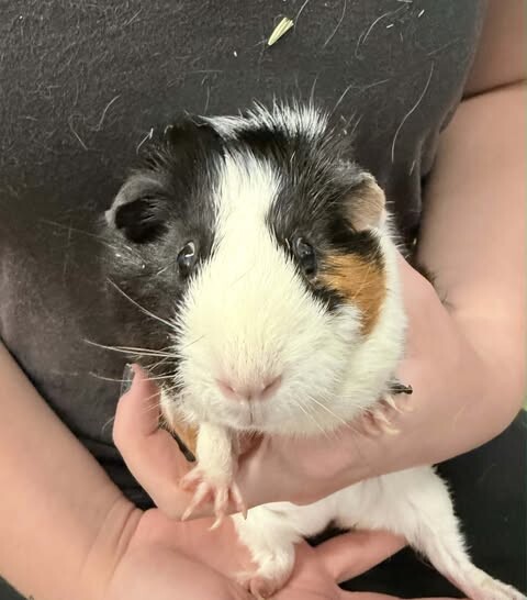 Picture of the Animal Listed