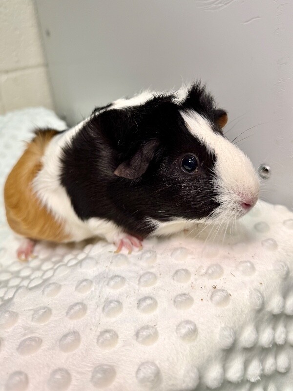 Picture of the Animal Listed