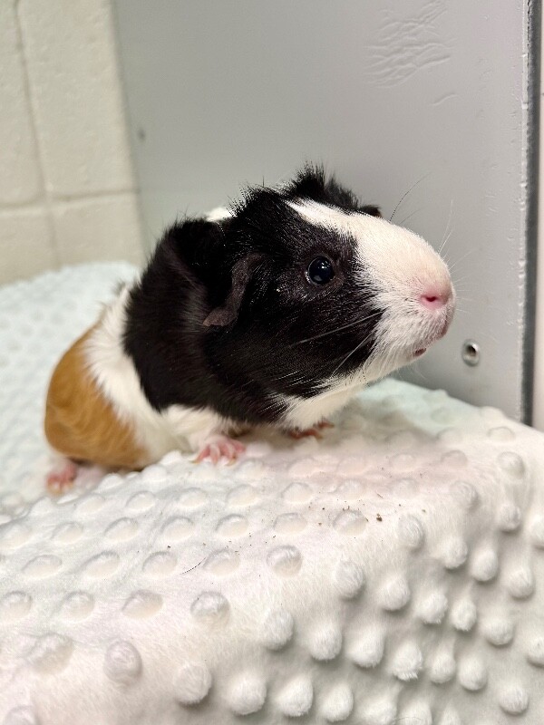 Picture of the Animal Listed