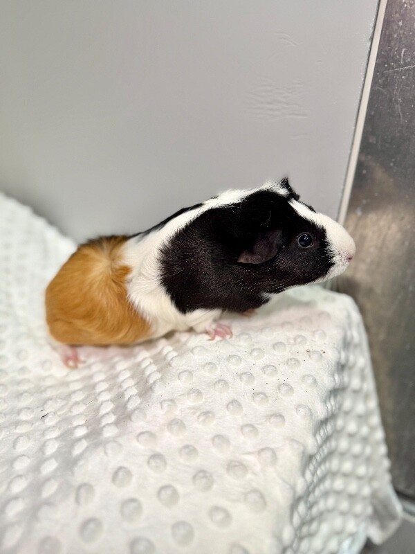Picture of the Animal Listed