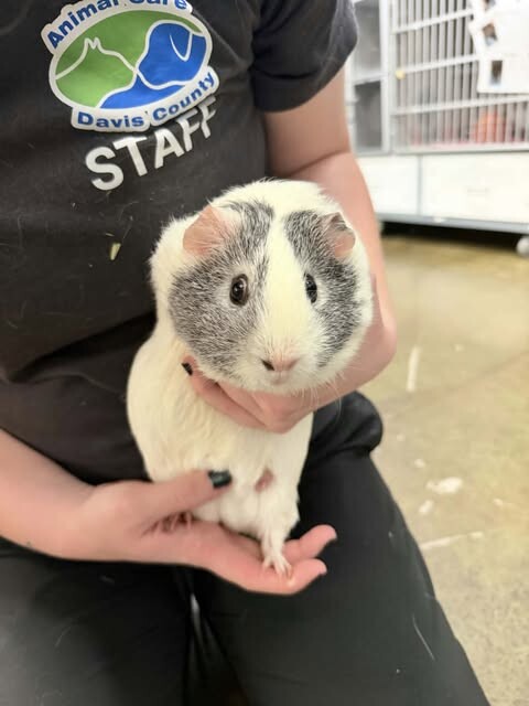 Picture of the Animal Listed