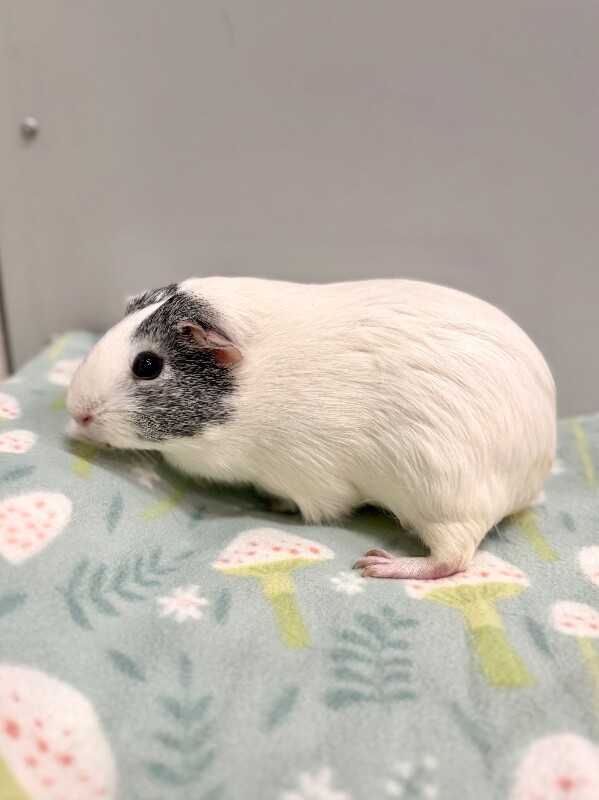 Picture of the Animal Listed