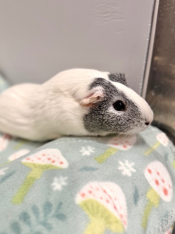 Picture of the Animal Listed