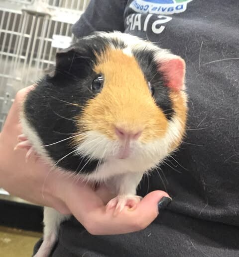 Picture of the Animal Listed