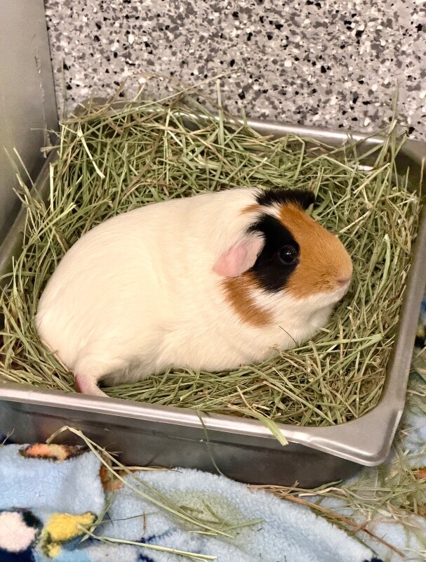 Picture of the Animal Listed